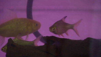 Migrant Fish Trailer