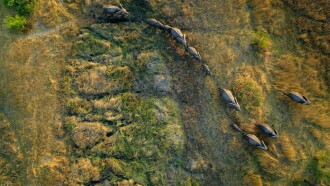 Migrations: Herds on the Move Trailer