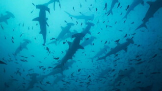 Migrations: The Big Swim Trailer