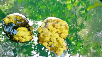 Mikveh Trailer
