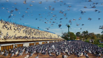 Million Dollar Pigeons Trailer