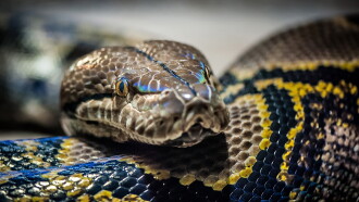 Monster Constrictors Trailer