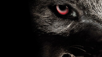 Monsterwolf Trailer