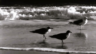 Moods of the Sea Trailer