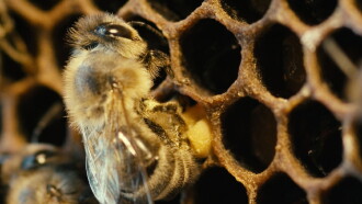 More Than Honey Trailer