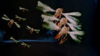 Mosquito Trailer