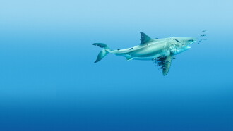 Most Wanted Sharks Trailer
