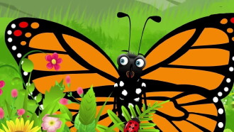 Moth Trailer