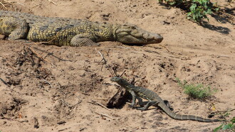 Mother Croc Trailer