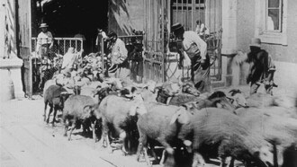 Moutons entrant à l'abattoir Trailer