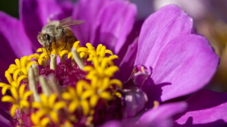Moving Art: Flowers Trailer