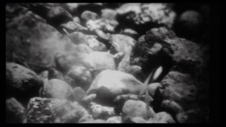 Mud and Dawn Trailer