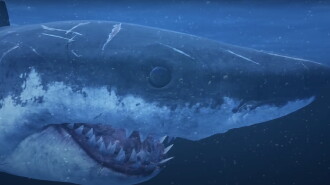 Mummy Shark Trailer