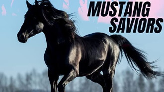 Mustang Saviors Trailer