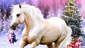 My Christmas Pony Trailer