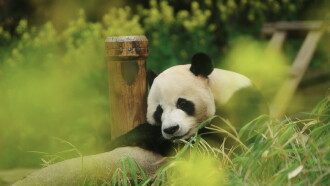 My Dearest Fu Bao Trailer