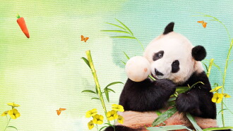 My Dearest Fu Bao Trailer