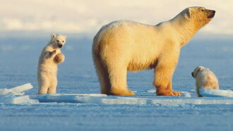 My Journey with a Polar Bear Trailer