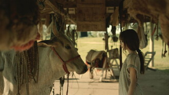 My Mother is a Cow Trailer