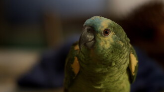 My Mother Is a Parrot Trailer