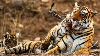 My Tiger Family Trailer