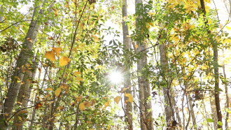 Mysteries of Nature Trailer