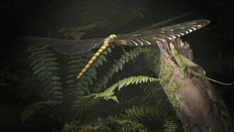 Mysterious Origins of Insects Trailer