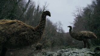 Mystery of the Giant Birds Trailer