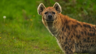 Naabi: A Hyena Princess Trailer
