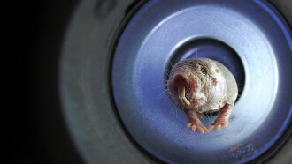 Naked Mole Rats Trailer