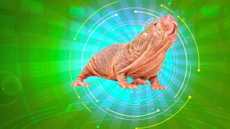 Naked Molerat: Nature’s Weirdest Superhero Trailer