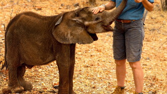 Namibia, Sanctuary of Giants Trailer
