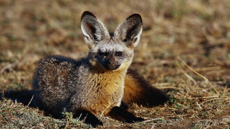 Namibia's Bat-eared Foxes: Survivalists of the Desert Trailer