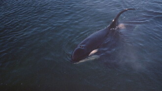 Namu, the Killer Whale Trailer