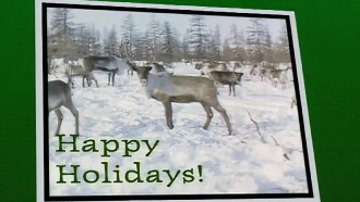 National Geographic - Animal Holiday Trailer
