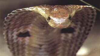 National Geographic : Cobras souverains de l'inde Trailer