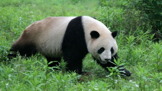 National Geographic - Die letzten Großen Pandas Trailer