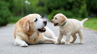 National Geographic Explorer: Science of Dogs Trailer