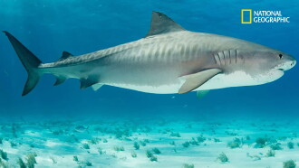 National Geographic : Requins-tigres, la peur bleue Trailer