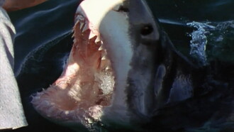 National Geographic Ultimate Shark Trailer
