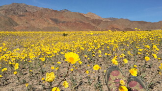 National Parks Exploration Series: Death Valley Trailer