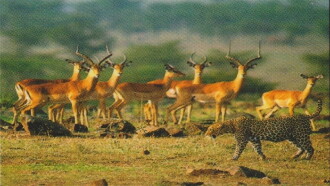 Natural Killers Predators Close Up: Kalahari Supercat Trailer