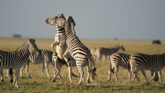 Nature: Great Zebra Exodus Trailer