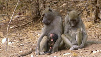 Nature's Babies: Rearing Young in the Wild Trailer