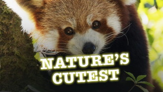 Nature's Cutest Trailer