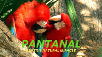 Naturwunder Pantanal - Brasiliens geheimnisvolle Wildnis Trailer