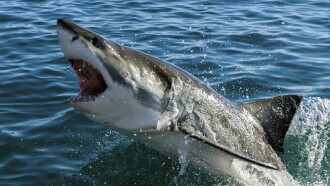 Naufragio entre tiburones Trailer