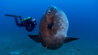 Nausicaa - Ocean Biodiversity On Stage Trailer