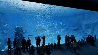 Nausicaa: The Largest Aquarium in Europe Trailer