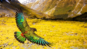 New Zealand: Earth's Mythical Islands Trailer